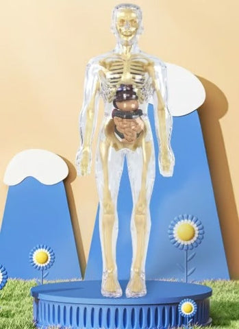Human Body Assembly Toy